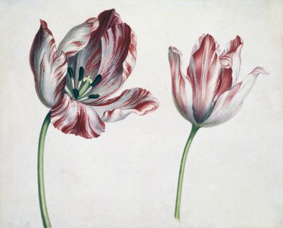 Tulips by Simon Peeterz Verelst